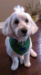 Our little Crosby (with a mo-hawk), just back from the Groomers. 