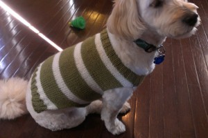 Crosby and his sweater. Pattern courtesy of www.talkingtails.com/sweater.html