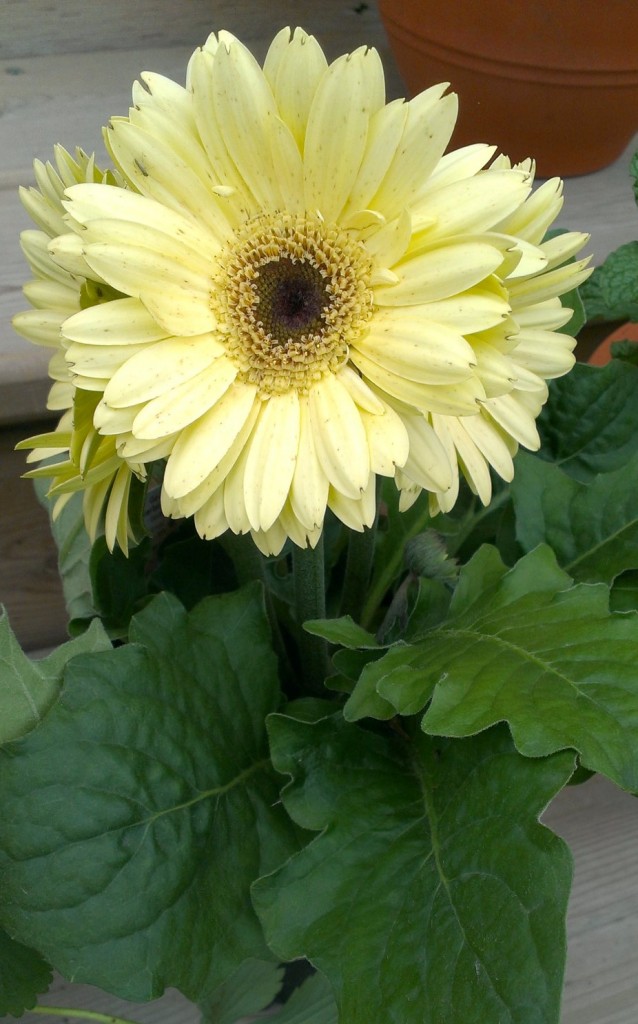 Daisy, Flower, Knitting