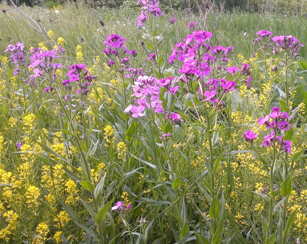 More of the gorgeous weeds next door