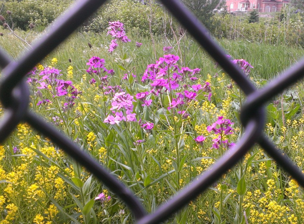 The gorgeous weeds growing in the field next door